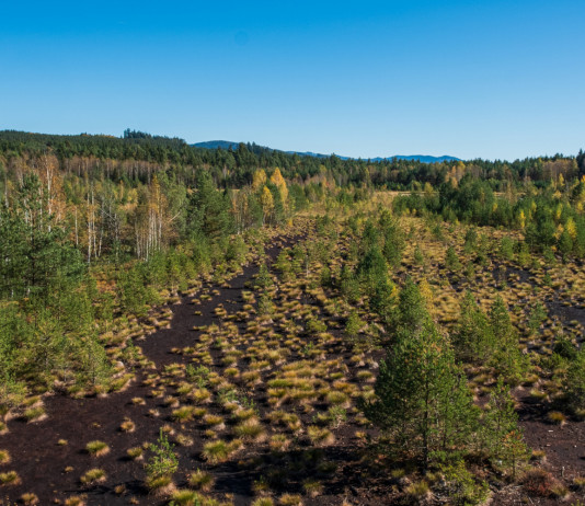 Approvata la legge sul ripristino della natura Approvata la legge sul ripristino della natura: torbiera in Repubblica Ceca