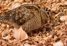 Approvato definitivamente il calendario venatorio dell’Umbria Approvato definitivamente il calendario venatorio dell’Umbria: beccaccia si mimetizza tra le foglie autunnali