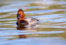 Approvato il calendario venatorio del Lazio 2023/2024 Approvato il calendario venatorio del Lazio 2023/2024: moriglione in ambiente acquatico