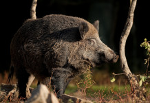 Approvato il calendario venatorio della Campania 2023/2024 Approvato il calendario venatorio della Campania 2023/2024: cinghiale nella foresta