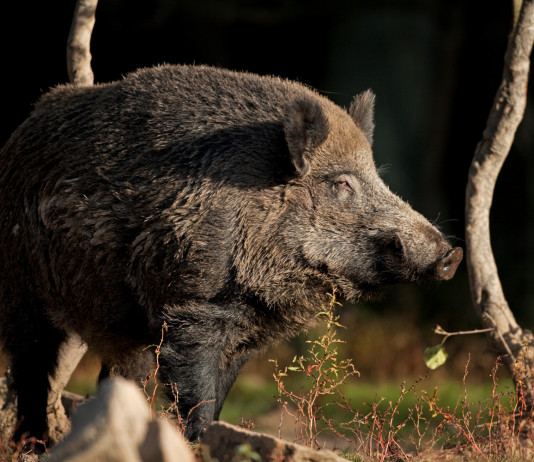 Approvato il calendario venatorio della Campania 2023/2024 Approvato il calendario venatorio della Campania 2023/2024: cinghiale nella foresta