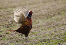 Approvato il calendario venatorio della Lombardia Approvato il calendario venatorio della Lombardia: fagiano al mattino, con ali aperte