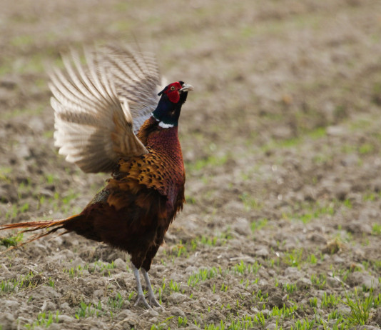 Approvato il calendario venatorio della Lombardia Approvato il calendario venatorio della Lombardia: fagiano al mattino, con ali aperte