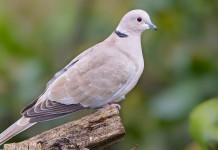 Approvato il calendario venatorio della Toscana 2023/2024 Approvato il calendario venatorio della Toscana 2023/2024: tortora dal collare