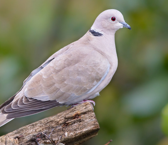 Approvato il calendario venatorio della Toscana 2023/2024 Approvato il calendario venatorio della Toscana 2023/2024: tortora dal collare