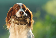 Associazionismo venatorio in Toscana, accordo Fidc-Anuu Associazionismo venatorio in Toscana: cane da caccia riporta beccaccia