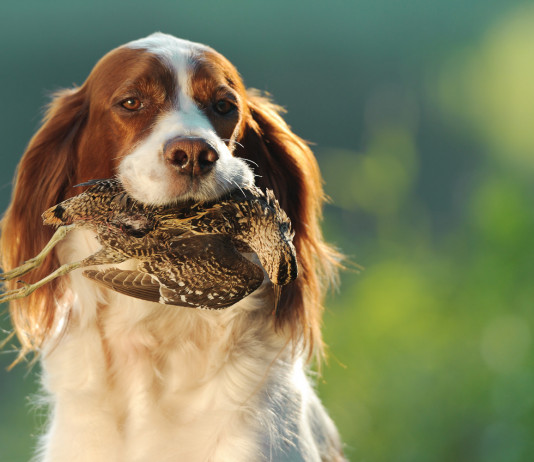 Associazionismo venatorio in Toscana, accordo Fidc-Anuu Associazionismo venatorio in Toscana: cane da caccia riporta beccaccia