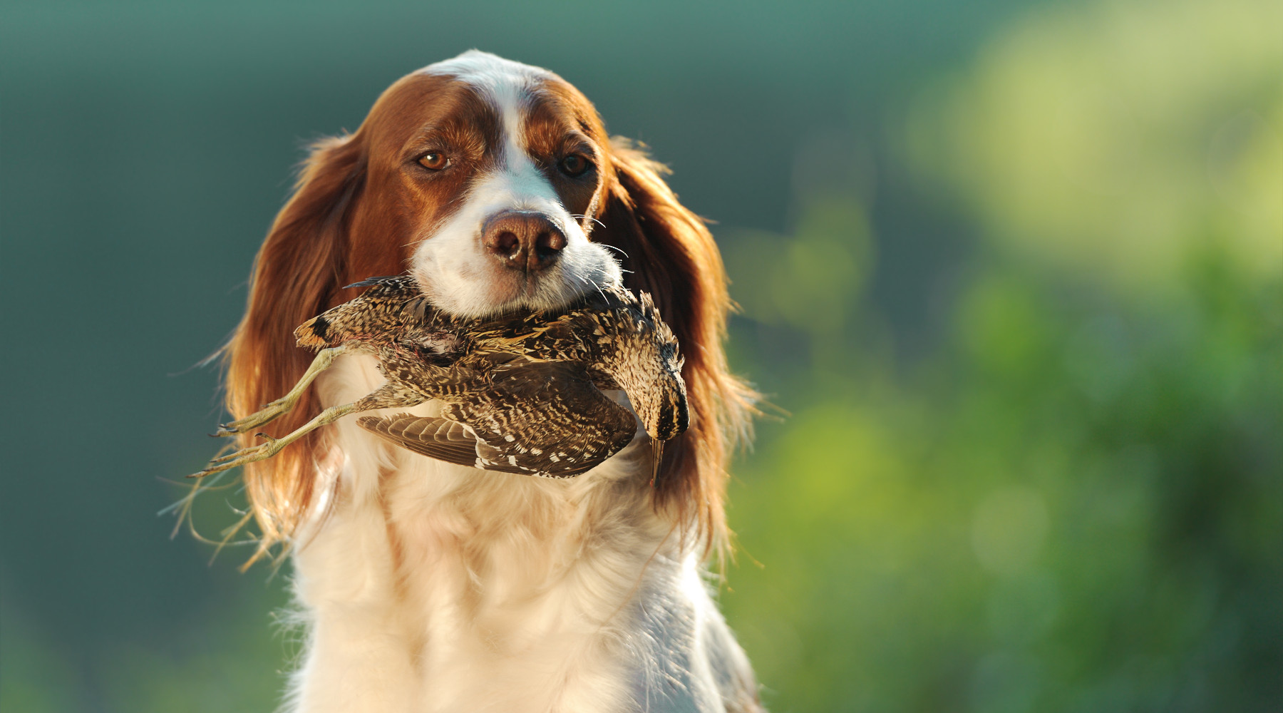 Associazionismo venatorio in Toscana, accordo Fidc-Anuu Associazionismo venatorio in Toscana: cane da caccia riporta beccaccia