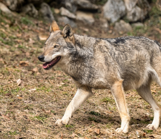 Audizione alla Camera su gestione grandi carnivori Audizione alla Camera su gestione grandi carnivori e fauna selvatica: lupo nel bosco