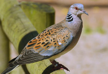 Caccia alla tortora in Sicilia, la situazione dopo la sentenza Caccia alla tortora in Sicilia: tortora in primo piano