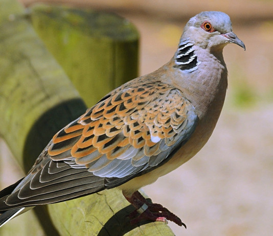 Caccia alla tortora in Sicilia, la situazione dopo la sentenza Caccia alla tortora in Sicilia: tortora in primo piano