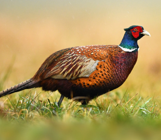 Calendario venatorio della Campania 2023/2024: i dettagli Calendario venatorio della Campania 2023/2024: fagiano (Phasianus colchicus)