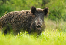 Commissario alla peste suina africana firma la quarta ordinanza Commissario alla peste suina africana firma quarta ordinanza: cinghiale in ambiente naturale, tra l'erba