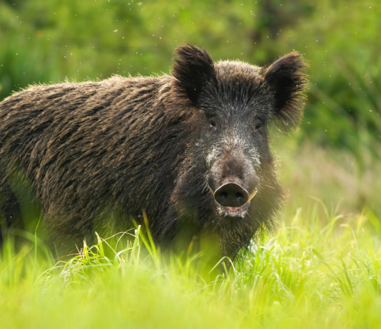 Commissario alla peste suina africana firma la quarta ordinanza Commissario alla peste suina africana firma quarta ordinanza: cinghiale in ambiente naturale, tra l'erba