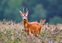 Corso online sulla caccia al capriolo Corso online sulla caccia al capriolo: capriolo in ambiente naturale