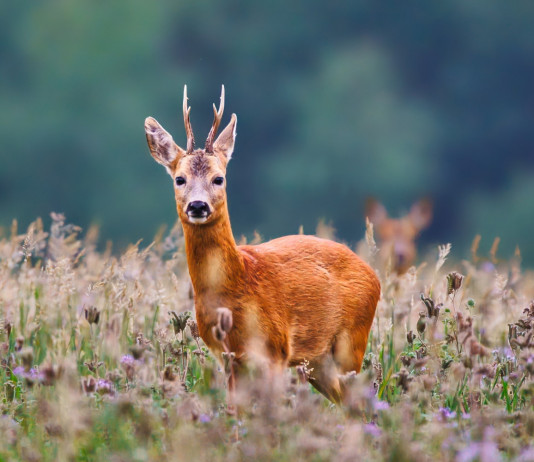 Corso online sulla caccia al capriolo Corso online sulla caccia al capriolo: capriolo in ambiente naturale