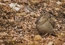 Federcaccia critica sul calendario venatorio delle Marche Federcaccia critica sul calendario venatorio delle Marche