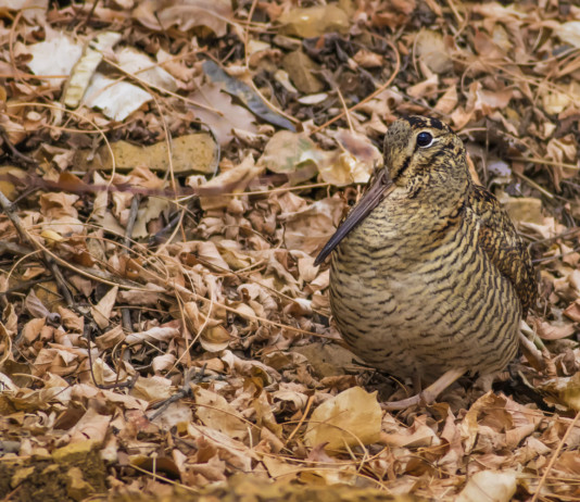 Federcaccia critica sul calendario venatorio delle Marche Federcaccia critica sul calendario venatorio delle Marche