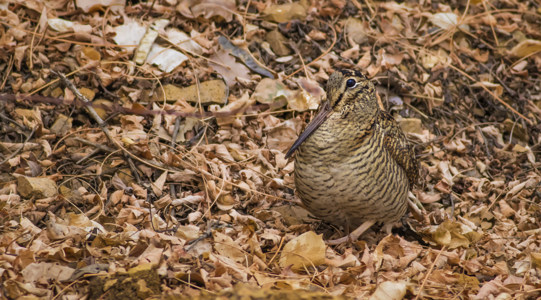 Federcaccia critica sul calendario venatorio delle Marche Federcaccia critica sul calendario venatorio delle Marche