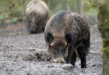 Il piano straordinario per la gestione della fauna in Gazzetta Il piano straordinario per la gestione della fauna in Gazzetta: due cinghiali