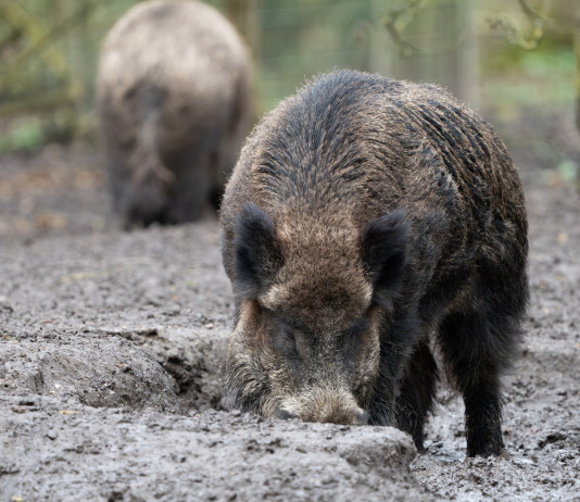 Il piano straordinario per la gestione della fauna in Gazzetta Il piano straordinario per la gestione della fauna in Gazzetta: due cinghiali