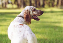 Il programma dell’Arcicaccia per la campagna di tesseramento Il programma dell’Arcicaccia: setter inglese bianco-arancio da dietro, testa voltata verso destra