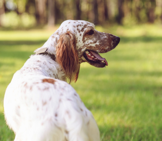 Il programma dell’Arcicaccia per la campagna di tesseramento Il programma dell’Arcicaccia: setter inglese bianco-arancio da dietro, testa voltata verso destra