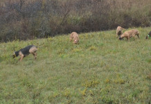 Le potenzialità delle zone addestramento cani Le potenzialità delle zone addestramento cani