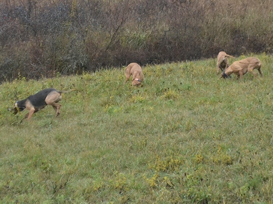 Le potenzialità delle zone addestramento cani Le potenzialità delle zone addestramento cani