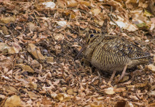 Le riduzioni al calendario venatorio della Lombardia Le riduzioni al calendario venatorio della Lombardia: beccaccia tra le foglie autunnali