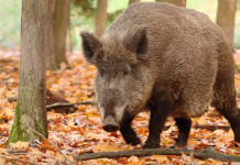Peste suina africana, cambiano confini delle zone di restrizione in Lombardia Peste suina africana, cambiano confini delle zone di restrizione in Lombardia: cinghiale nella foresta, in primo piano