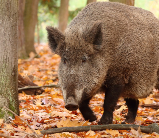 Peste suina africana, cambiano confini delle zone di restrizione in Lombardia Peste suina africana, cambiano confini delle zone di restrizione in Lombardia: cinghiale nella foresta, in primo piano