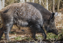 Peste suina africana in Italia: i numeri aggiornati Peste suina africana in Italia; cinghiale nel bosco