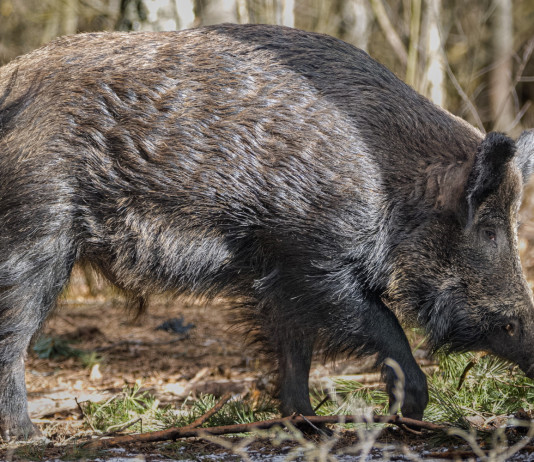Peste suina africana in Italia: i numeri aggiornati Peste suina africana in Italia; cinghiale nel bosco