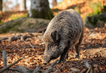Peste suina africana in Lombardia, ok mozione Pd Peste suina africana in Lombardia: cinghiale in ambiente autunnale