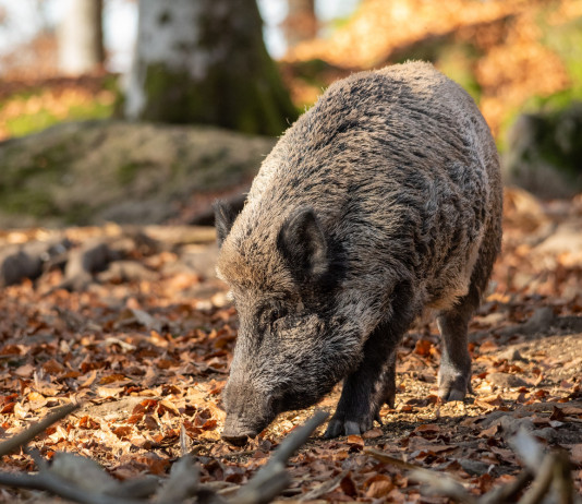 Peste suina africana in Lombardia, ok mozione Pd Peste suina africana in Lombardia: cinghiale in ambiente autunnale