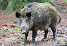 Peste suina africana, la Libera Caccia chiede più caccia Peste suina africana: cinghiale