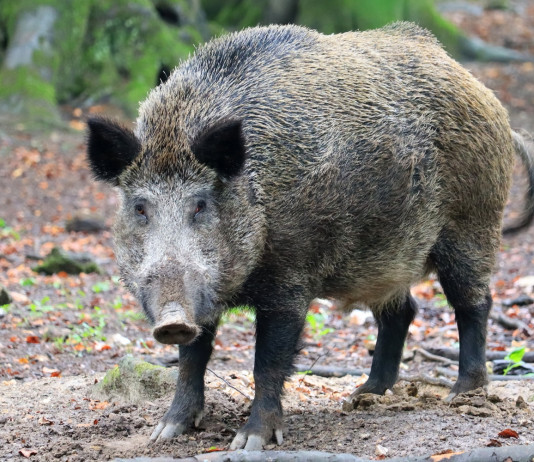 Peste suina africana, la Libera Caccia chiede più caccia Peste suina africana: cinghiale