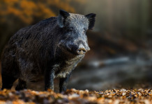 Peste suina africana: risposta su risarcimenti a riserve Peste suina africana: cinghiale visto frontalmente
