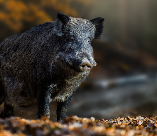Peste suina africana: risposta su risarcimenti a riserve Peste suina africana: cinghiale visto frontalmente