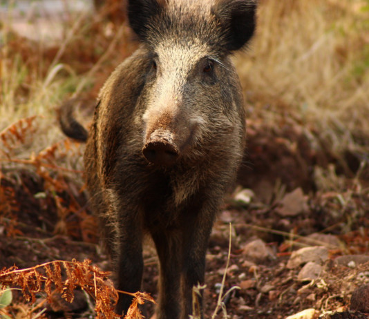 Peste suina africana: nuovi casi al nord-ovest Peste suina africana: cinghiale