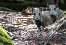Peste suina africana, verso nuova ordinanza Peste suina africana: due cinghiali nella foresta