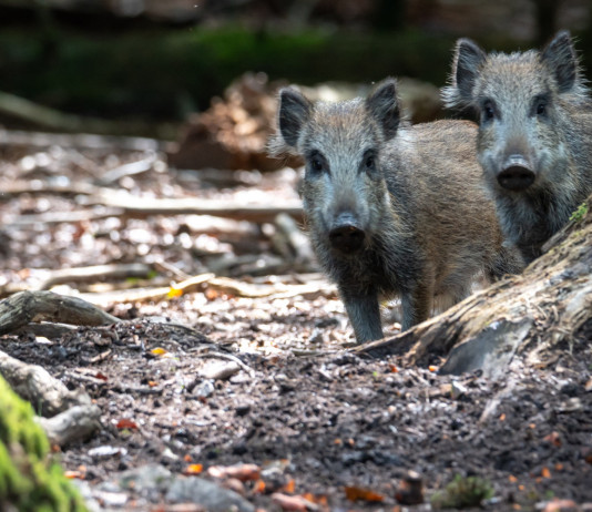 Peste suina africana, verso nuova ordinanza Peste suina africana: due cinghiali nella foresta