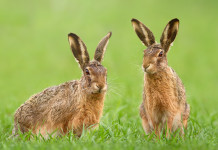 Pubblicato il calendario venatorio della Toscana Pubblicato il calendario venatorio della Toscana per il 2023/2024: due lepri nell'erba