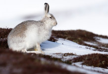 Pubblicato il calendario venatorio della Valle d’Aosta: i dettagli Pubblicato il calendario venatorio della Valle d’Aosta: lepre variabile