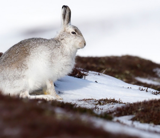 Pubblicato il calendario venatorio della Valle d’Aosta: i dettagli Pubblicato il calendario venatorio della Valle d’Aosta: lepre variabile