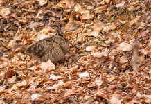 Quando si caccia la beccaccia in Italia? Quando si caccia la beccaccia in Italia?