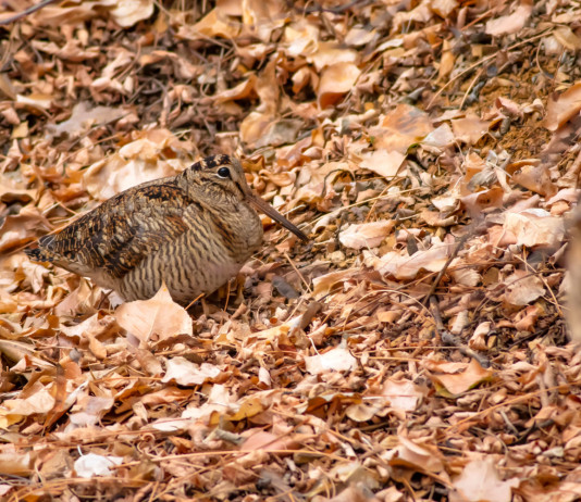 Quando si caccia la beccaccia in Italia? Quando si caccia la beccaccia in Italia?
