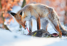 Quante e quali lepri predano le volpi Quante e quali lepri predano le volpi: predazione volpe