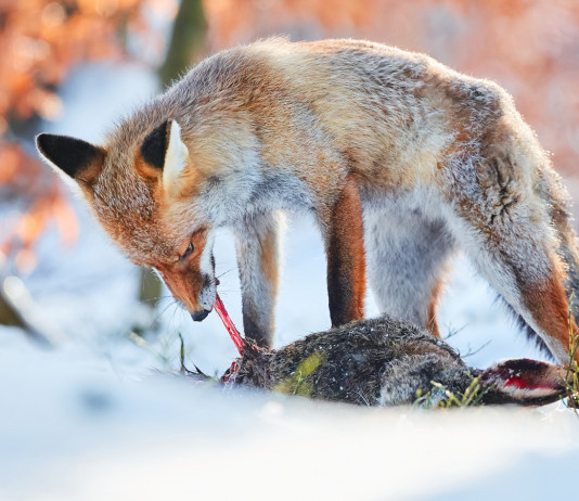 Quante e quali lepri predano le volpi Quante e quali lepri predano le volpi: predazione volpe